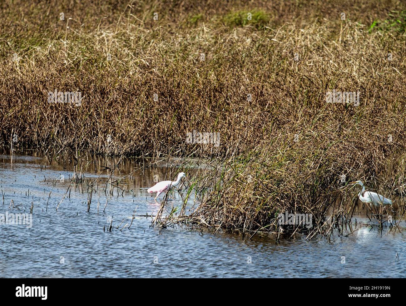 Verschiedene Bilder von Vögeln, darunter Zuggänse, Reiher und mehr, die in den Feuchtgebieten des nationalen Schutzgebiets gefunden werden. Stockfoto