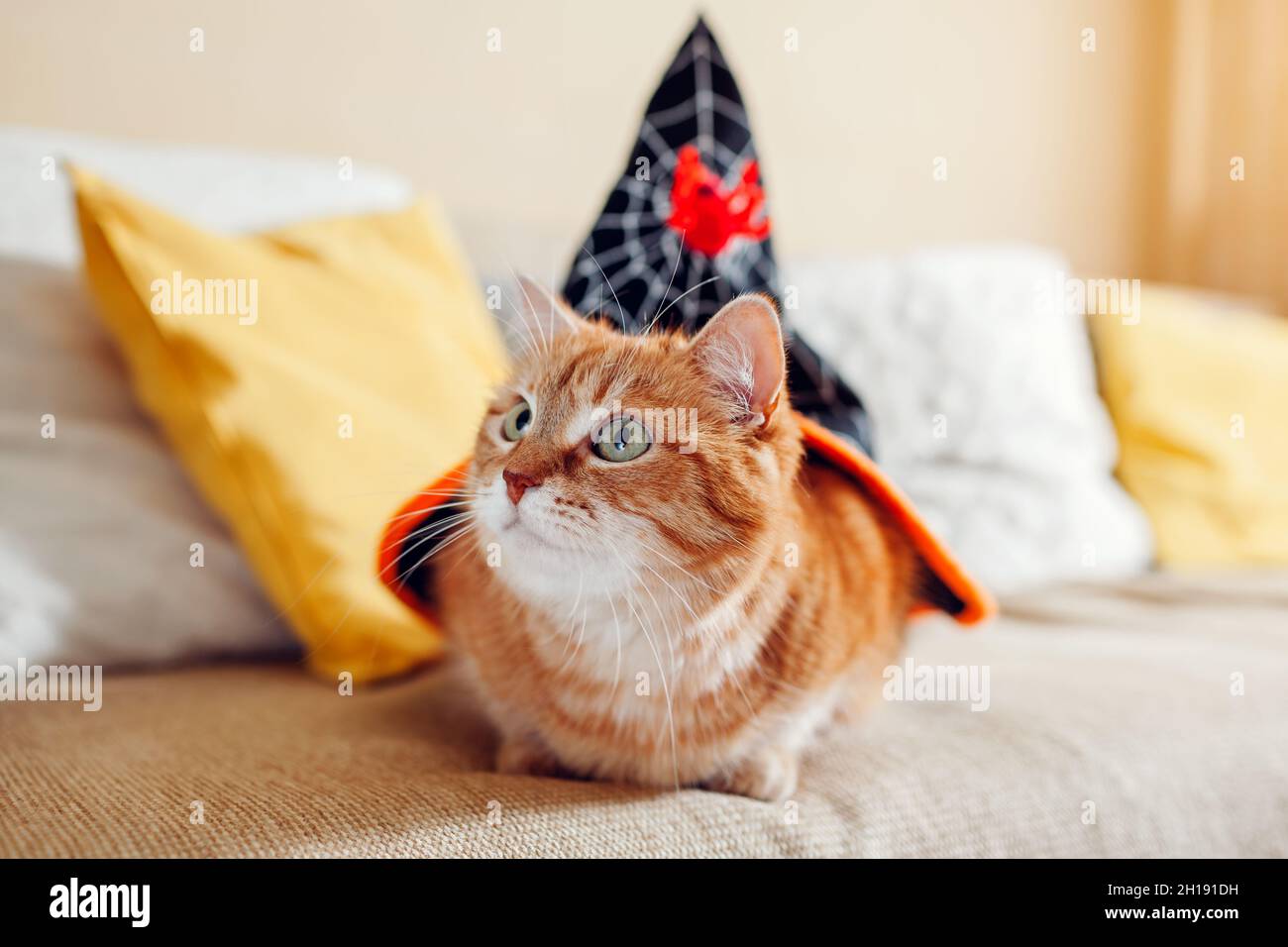 Halloween-Feier. Ingwer Katze sitzt unter schwarzem Hexenhut mit Spinne auf der Couch zu Hause. Urlaubskostüm für Haustiere Stockfoto