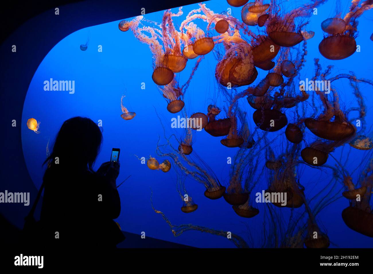 Ein Tourist, der die Meeresnesseln beobachtet, Chrysaora fuscescens, die in einer Ausstellung im Monterey Bay Aquarium schwimmen. Monterey Bay Aquarium, Monterey, Cali Stockfoto