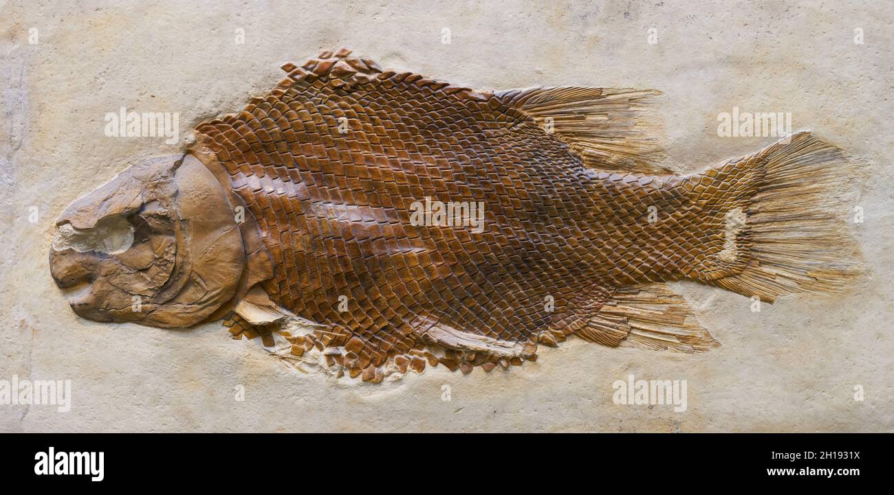Fossilisierung eines Fisches Lepidotes maximus aus der Jurazeit. Fund aus einem Steinbruch. Stockfoto