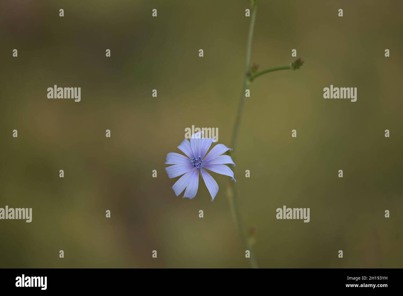 Cichorium intybus der gewöhnliche Dandelion, eine blühende Pflanze mit Lavendelblättern auf einem natürlichen grünen Hintergrund. Stockfoto