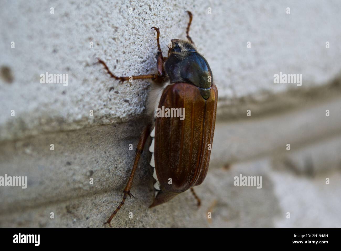Nahaufnahme eines Käfers (Melolontha) an einer Wand Stockfoto