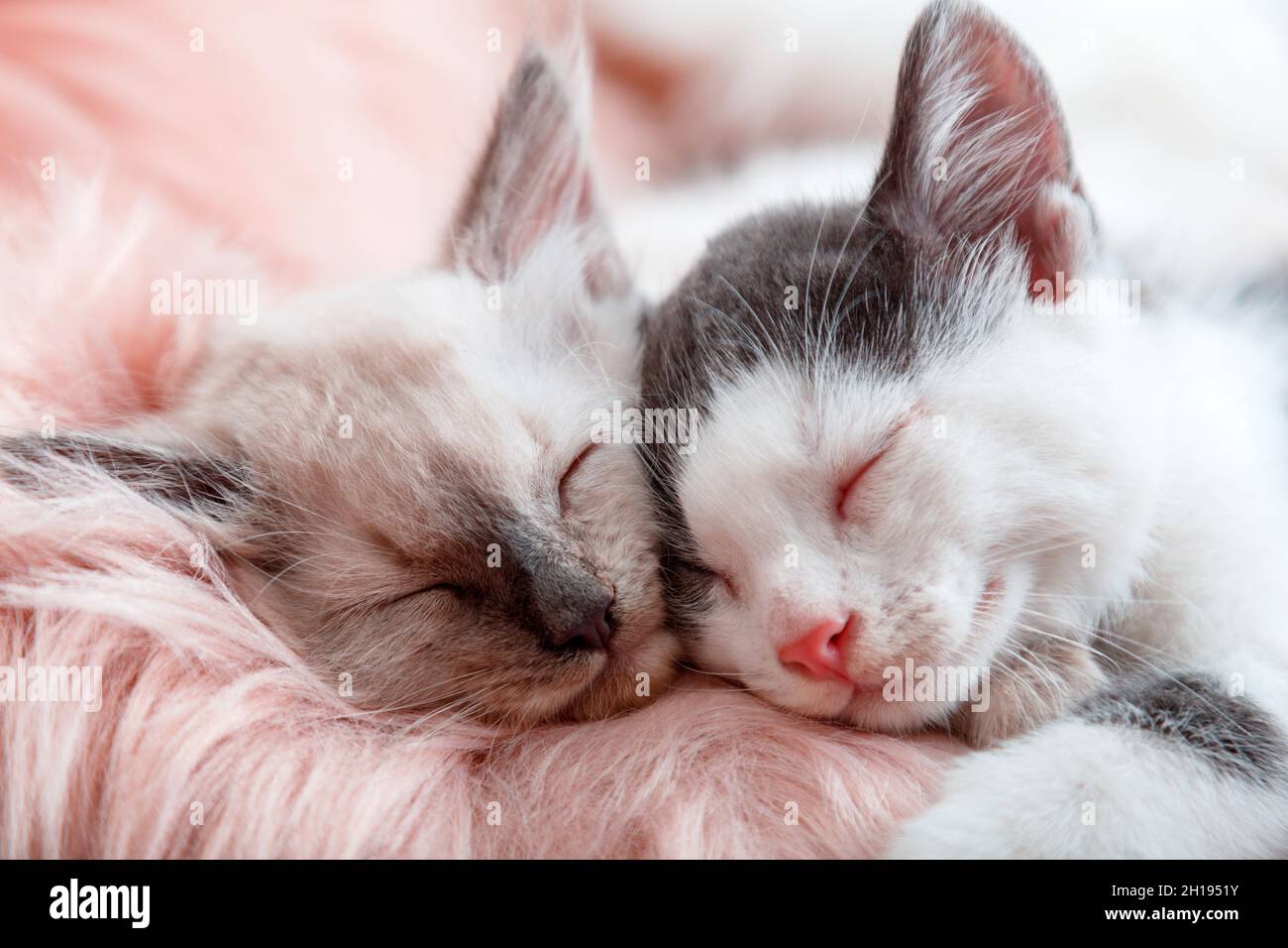 Paar kleine glückliche Kätzchen in der Liebe schlafen zusammen auf rosa flauschig karierten. Porträt von zwei Katzen bequem schlafen Entspannen Sie sich in gemütlichen Zuhause. Kätzchen Nasen Stockfoto