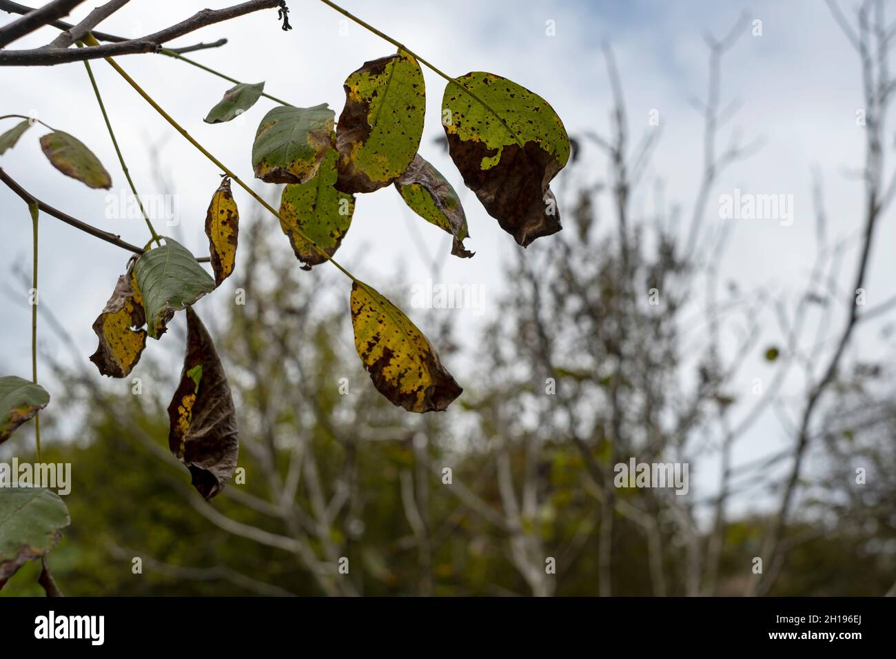 Verwelkte Apfelbäume. Verfaulte Blätter und Herbstkonzept. Stockfoto