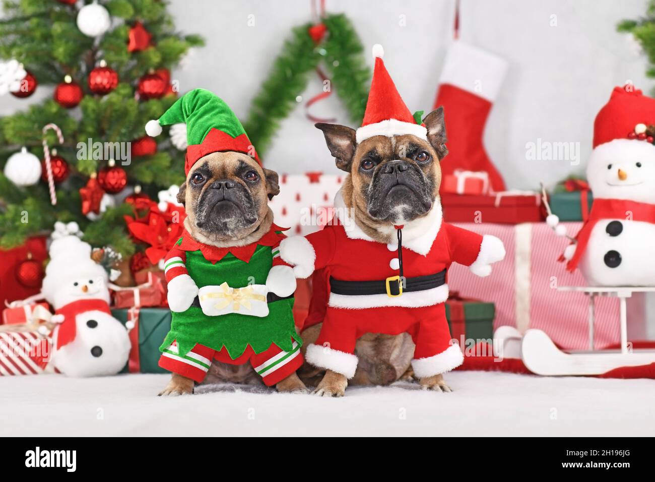Ein Paar festliche französische Bulldoggen in lustigen Weihnachtskostümen, die als Weihnachtself und Weihnachtsmann verkleidet sind Stockfoto