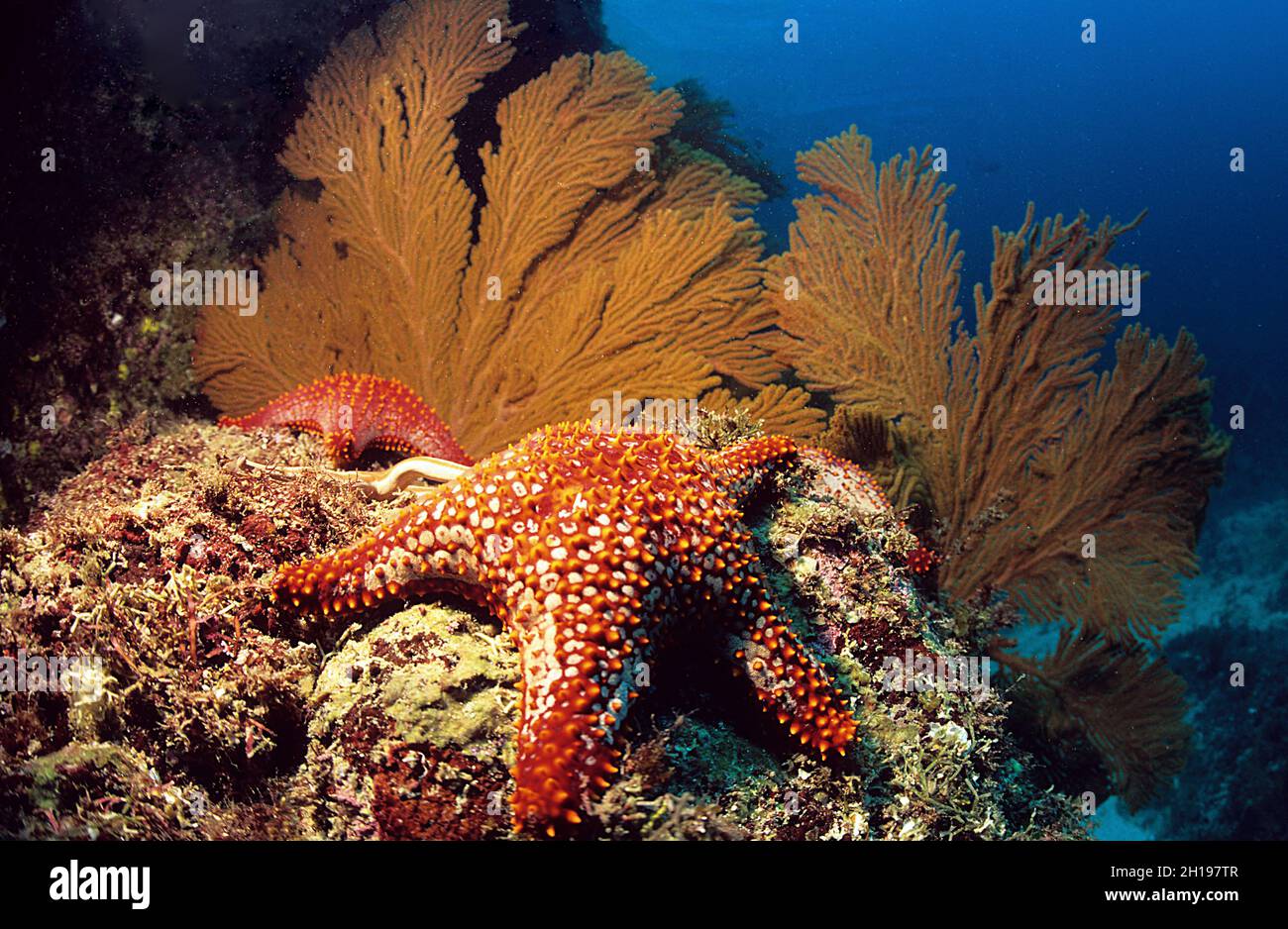 Rot-weiße Seestern- und Orangenseefans auf Seal Island, Sea of Cortez, Mexiko Stockfoto