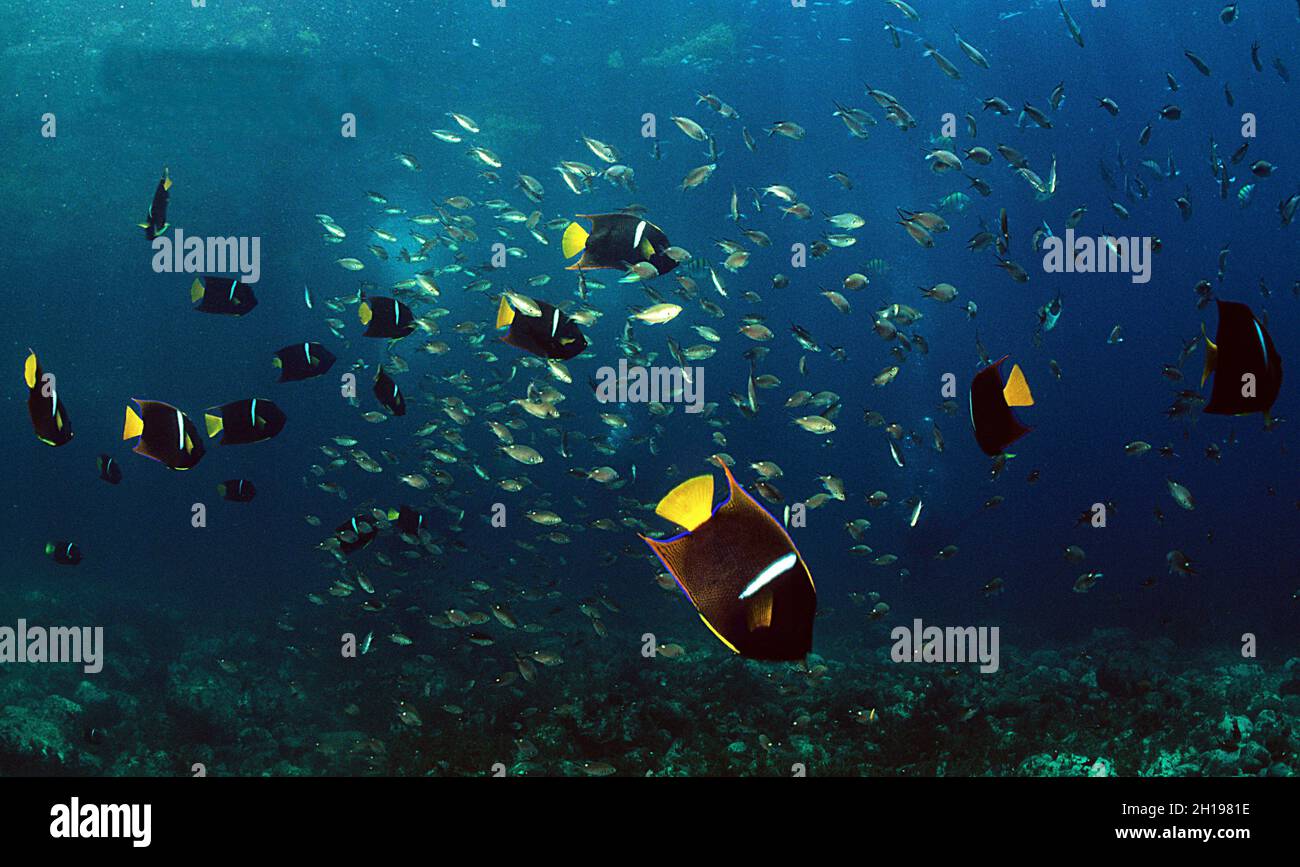 Königsangelfische und Wolke von Weißtopf-Damselchen, Sea of Cortez, Mexiko Stockfoto