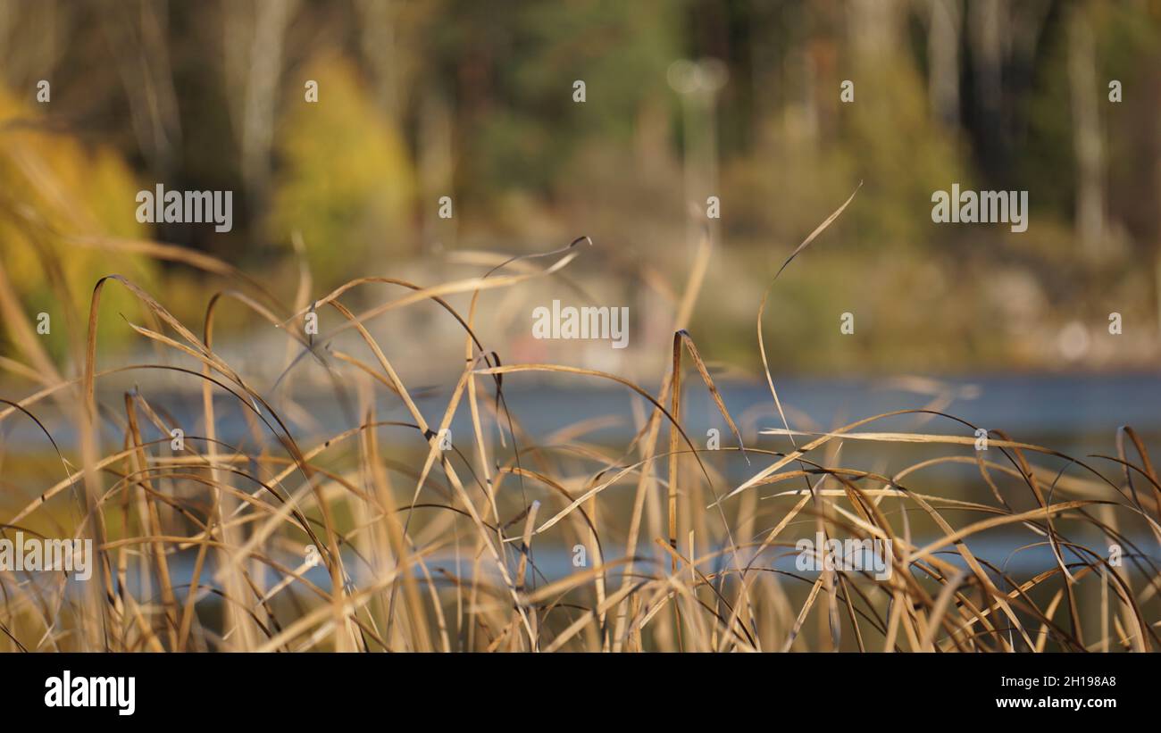 Bilder, die während eines Spaziergangs um einen See mitten im Wald in göteborg gemacht wurden, reich an wildem Leben. Stockfoto