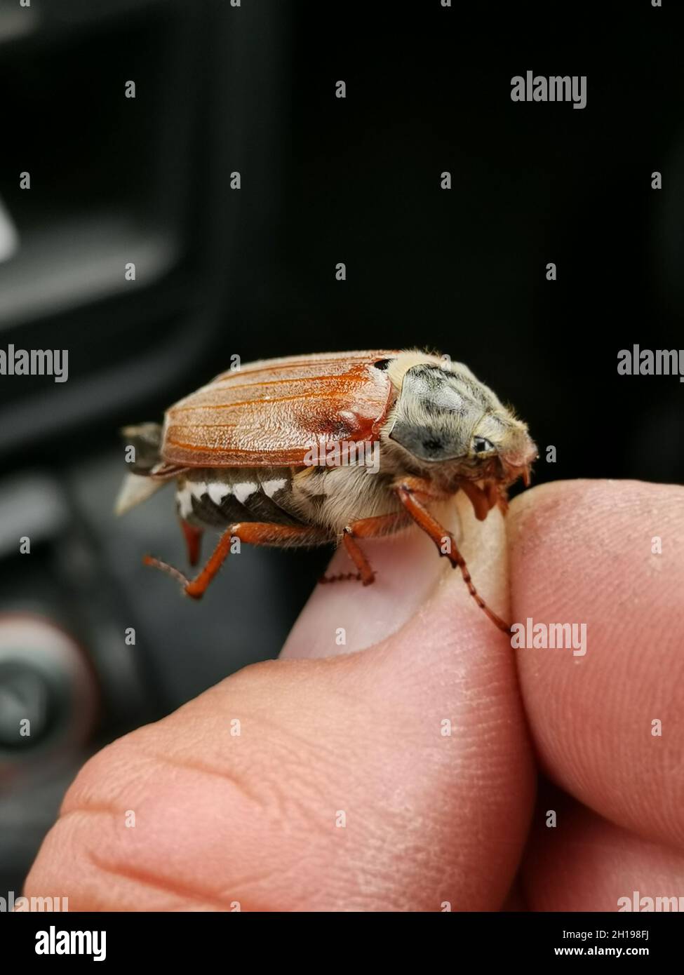 Eine vertikale Aufnahme eines Maybugs auf einem menschlichen Daumen. Stockfoto