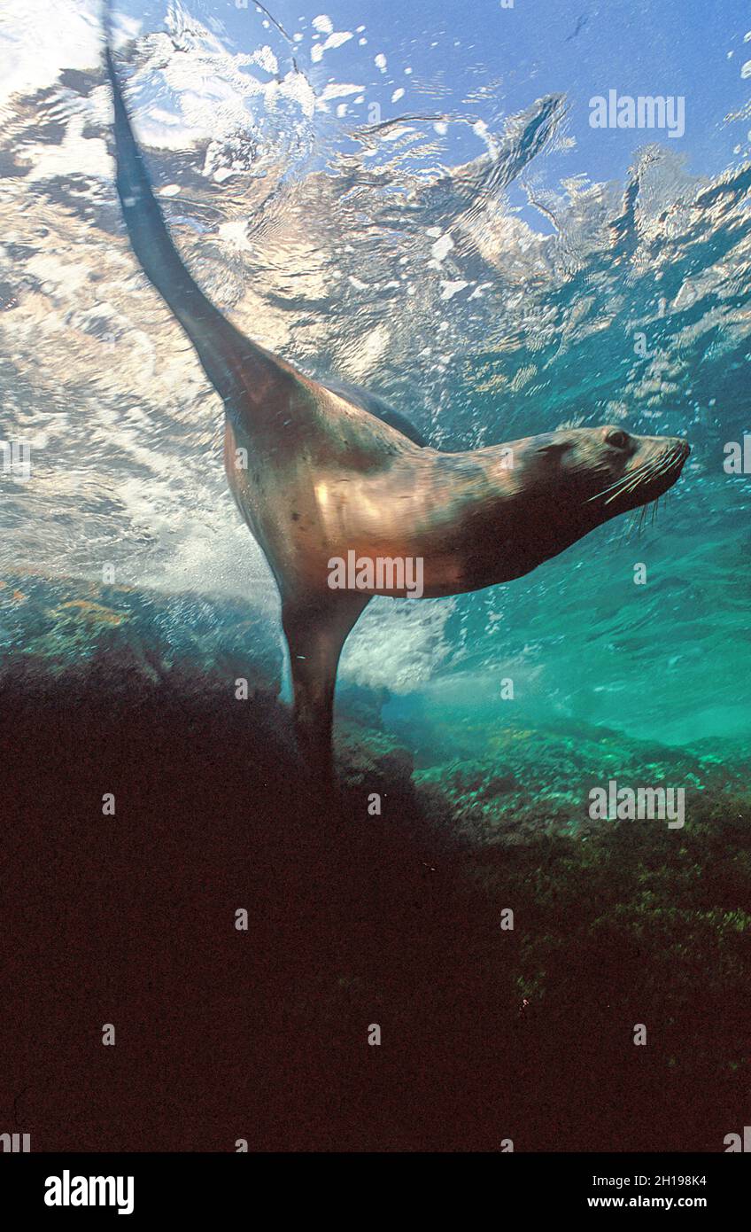 Seelöwen, die auf Seal Island, Sea of Cortez, Mexiko, unter Wasser schwimmen Stockfoto