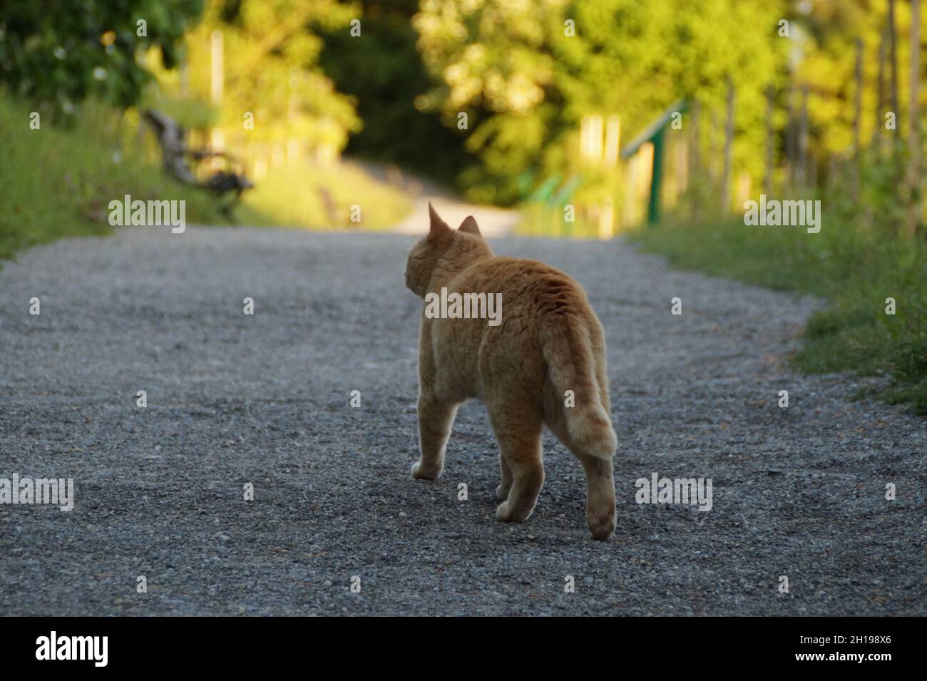 Eine orangefarbene Katze auf der Jagd an einem schönen warmen Abend im Mai auf der Insel Mainau in Deutschland Stockfoto