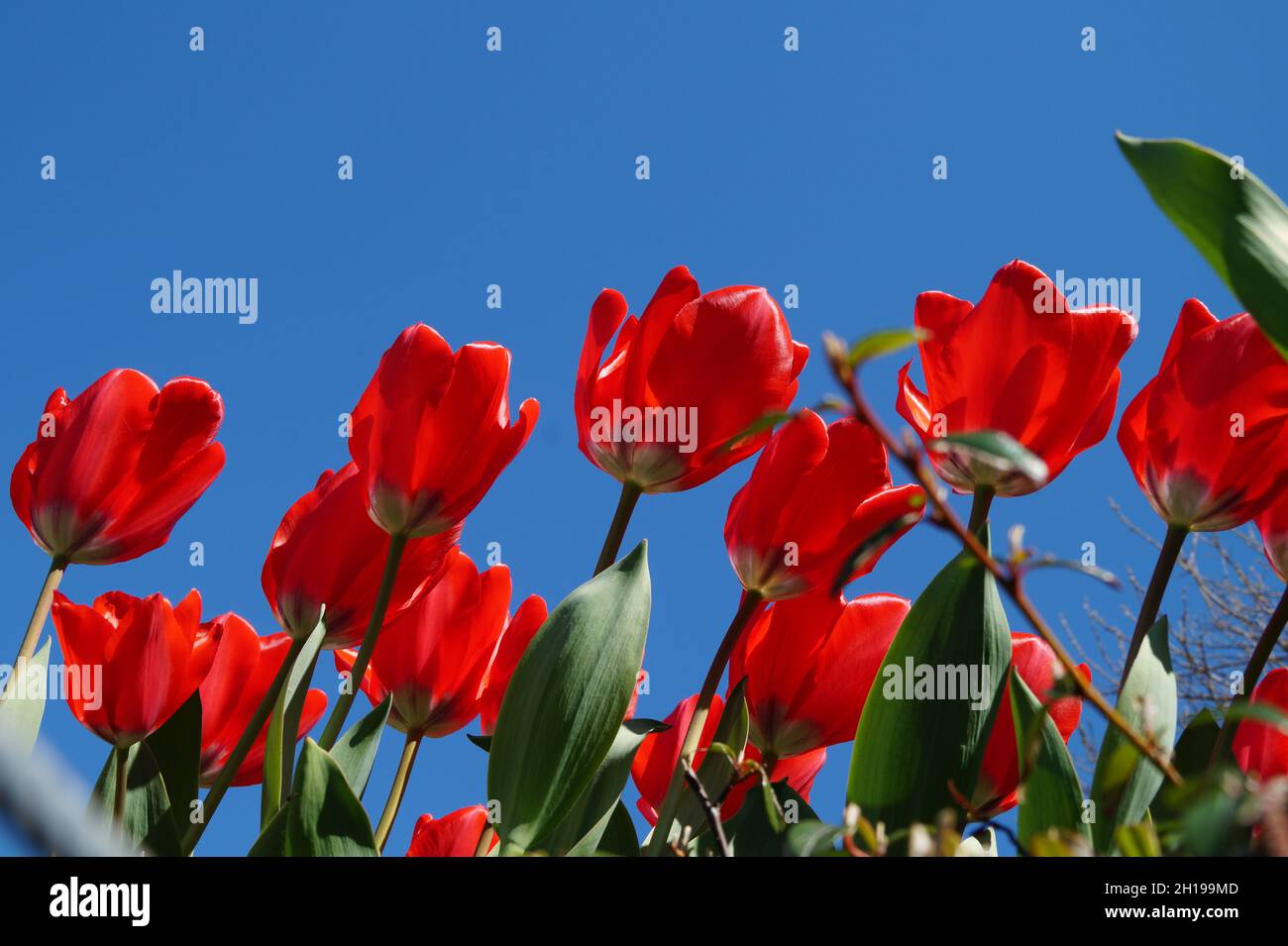 Wunderschöne leuchtend rote Tulpen am blauen Himmel an einem sonnigen Apriltag Stockfoto