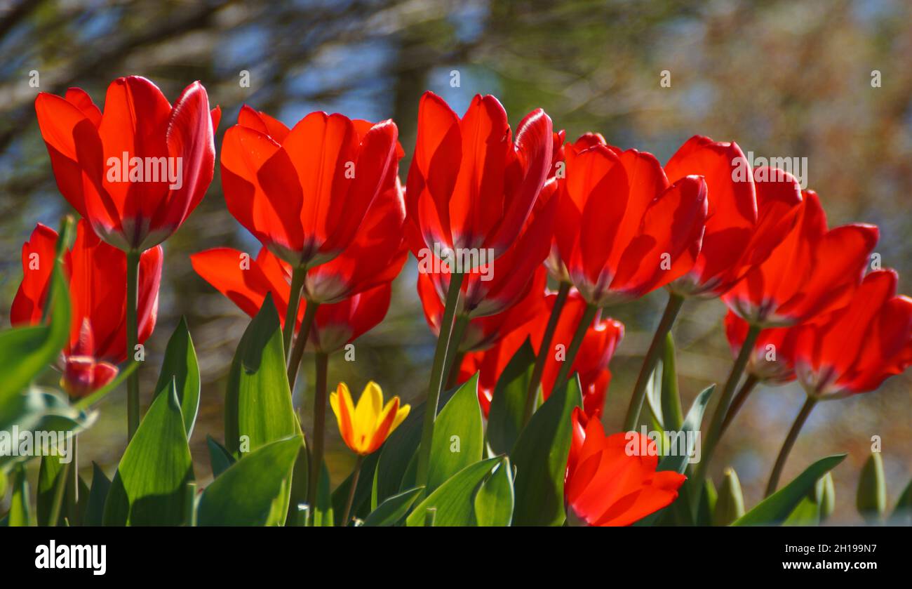 Wunderschöne leuchtend rote Tulpen am blauen Himmel an einem sonnigen Apriltag Stockfoto