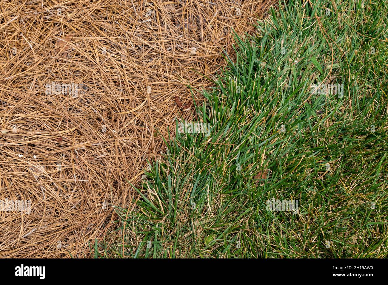Nahansicht des grasbewachsenen Bereichs neben einem mit Kiefernstroh durchwachsenen Bereich, diagonal durch den Rahmen, horizontaler Aspekt Stockfoto