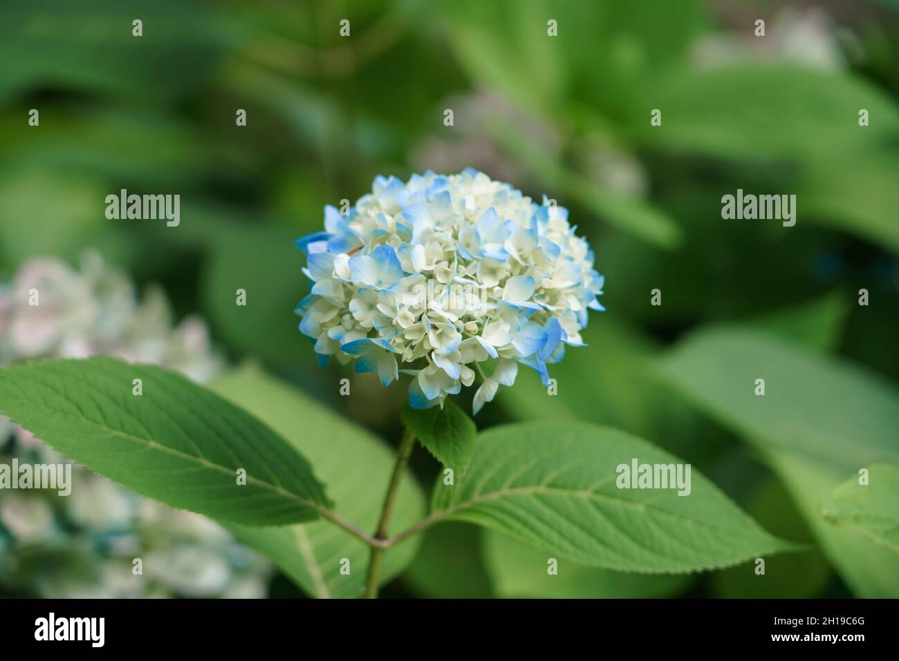 Schöne bunte Blütenköpfe von Hortensia (Hortensia) Stockfoto