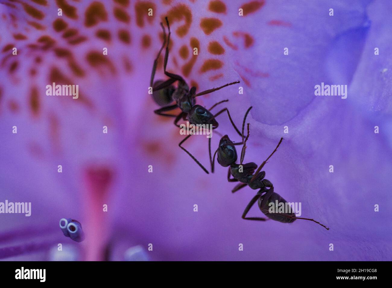 Ameisen auf einer Blume allein in großen Details gezeigt. Makro-Aufnahme, wo jedes Detail gesehen werden kann. Stockfoto
