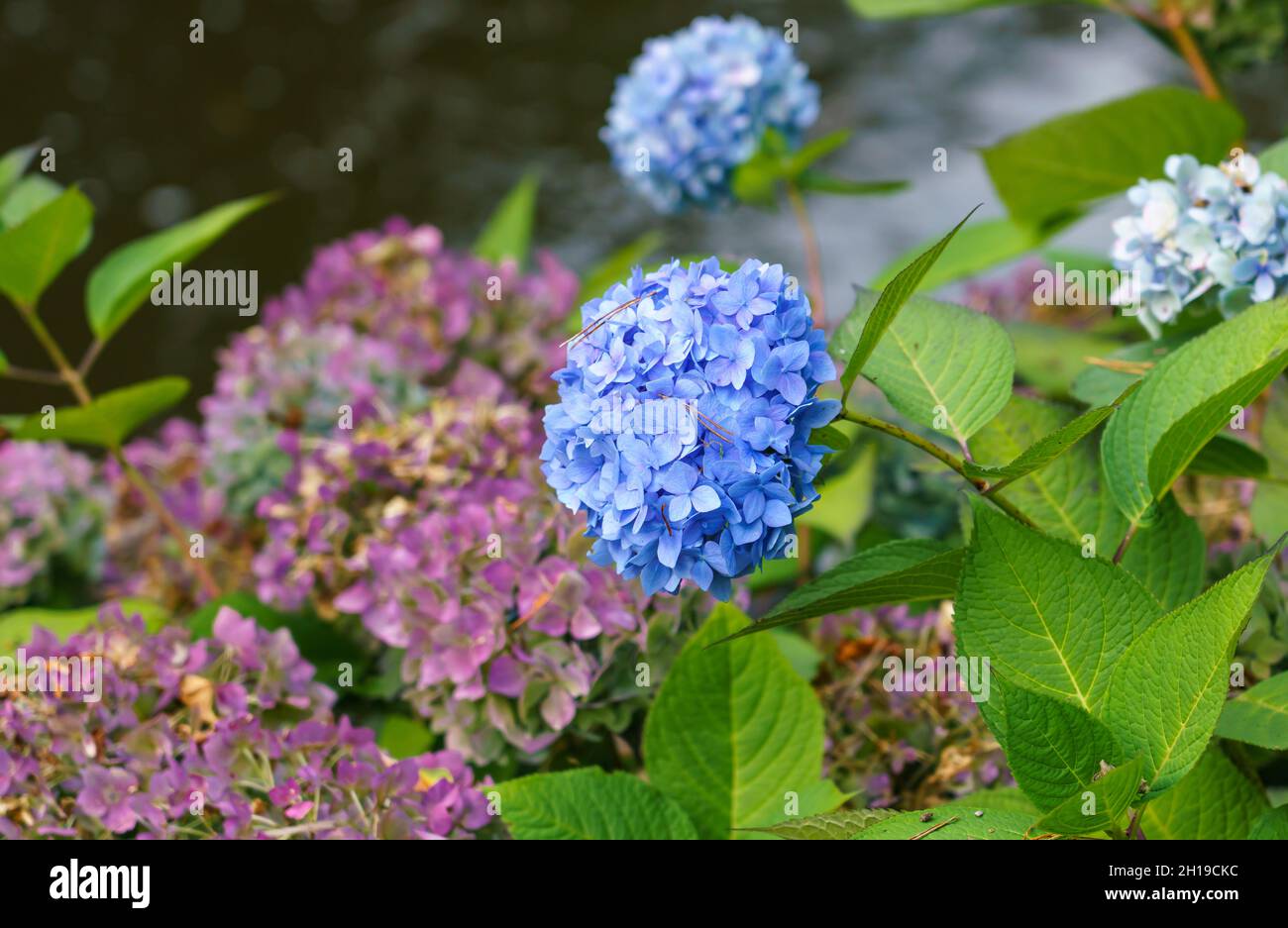 Schöne bunte Blütenköpfe von Hortensia (Hortensia) Stockfoto