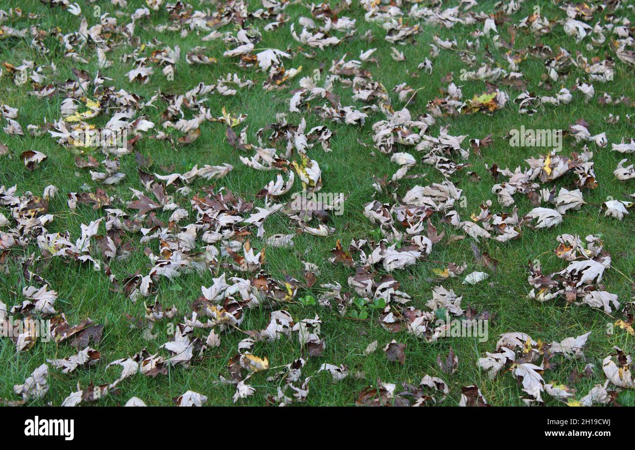 Vereinzelte Blätter auf einem Rasen im Herbst Stockfoto