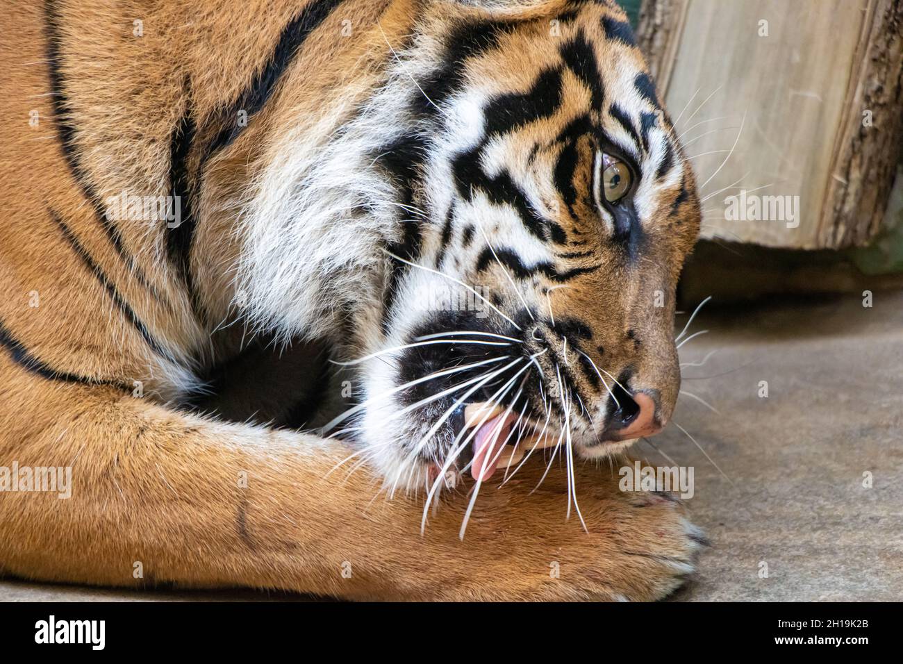 Der Sumatra-Tiger (Panthera tigris sumatrae) isst Fleisch Stockfoto