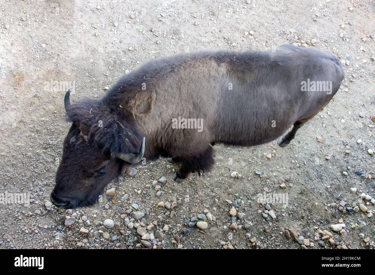 Der amerikanische Bison (Bison Bison), Blick von oben. Stockfoto