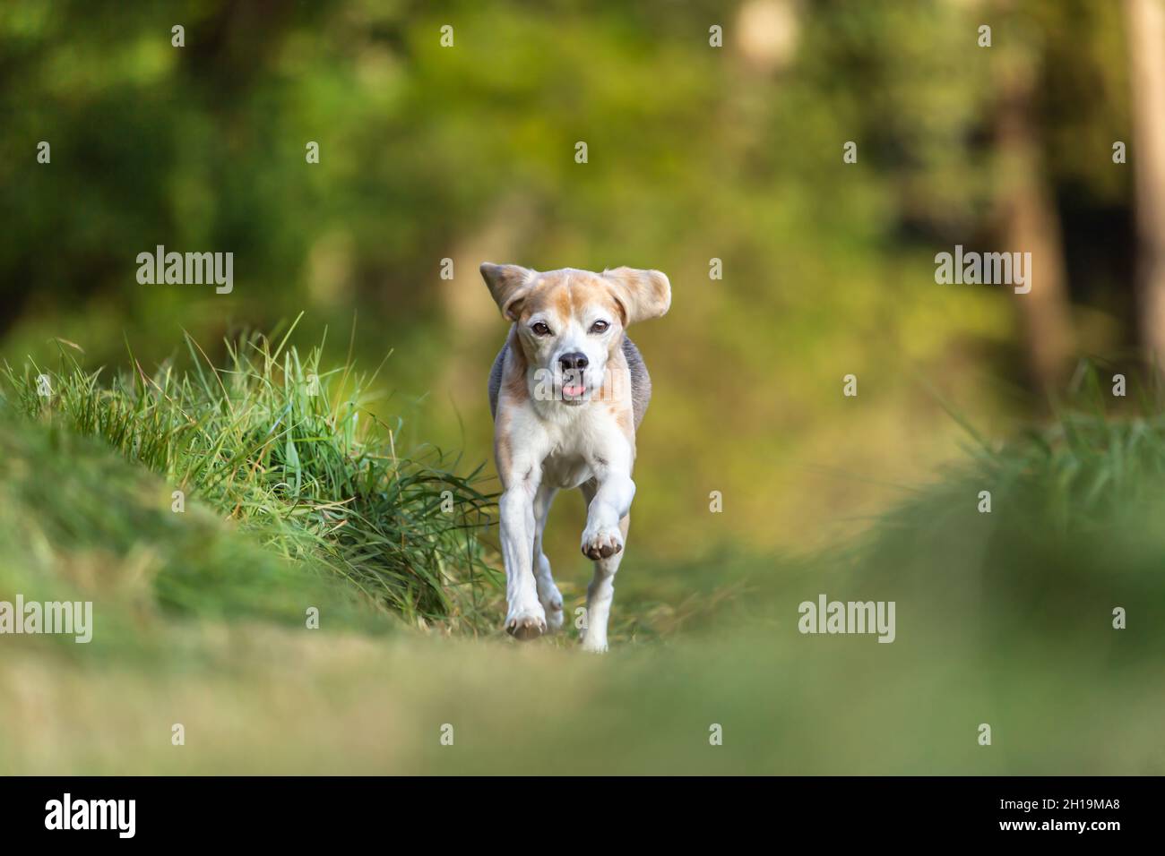 Porträt eines Beagle-Gewehrhundes, der im Freien über ein Feld läuft Stockfoto