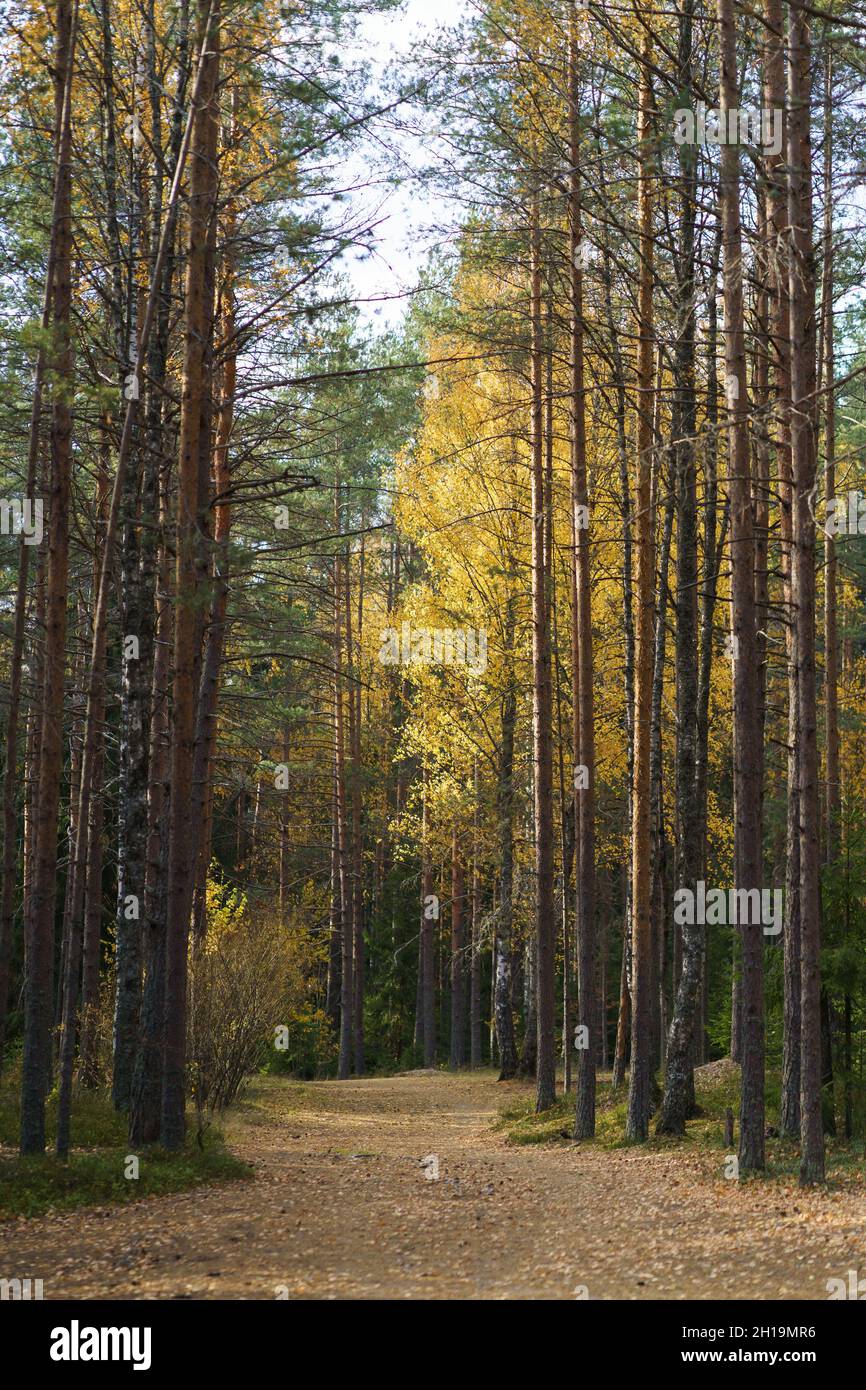 Herbstmorgen im Wald: Pfad in Pinien und Bäumen mit gelben Blättern bedeckt. Der Herbst kommt in den Wald Stockfoto