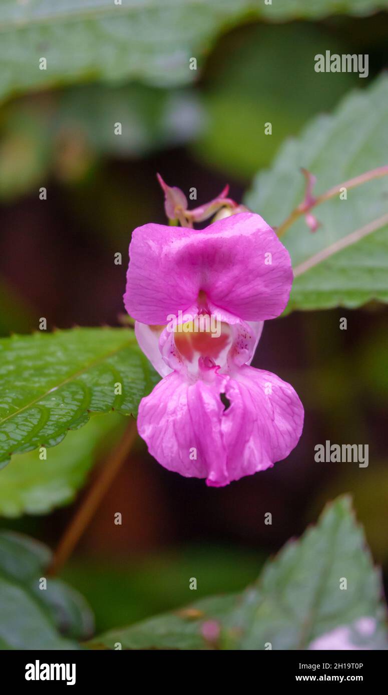 Himalayan Balsam Flower (Impatiens glandulifera) aka Polizist's Helm, bobby Tops, Copper Tops, Gnom's Hatstand und Kuss-me-on-the-Mountain Stockfoto