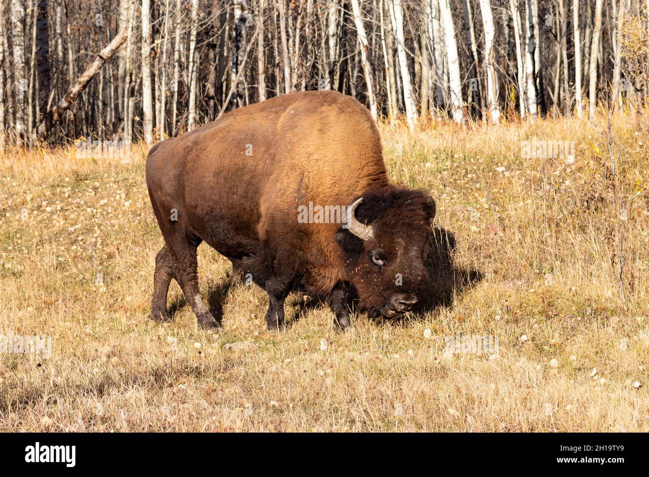 Um die Mittagszeit im Elk Island National Park in Alberta, Kanada, weiden im Gras vor Bäumen ausgewachsene Bison Stockfoto