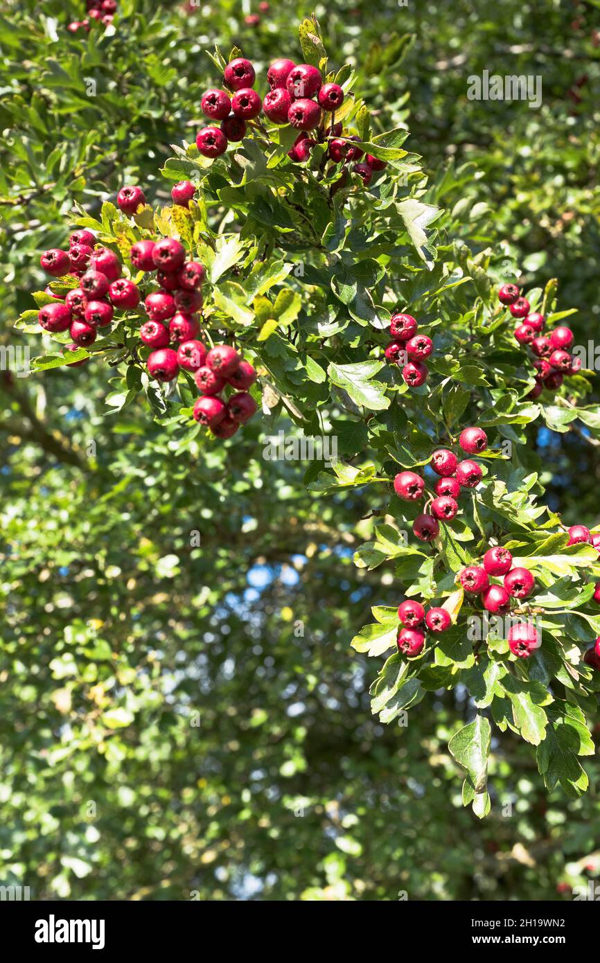 dh Common Hawthorn Berries HEDGES UK Rote Herbstbeere Hecke crataegus monogyna Stockfoto