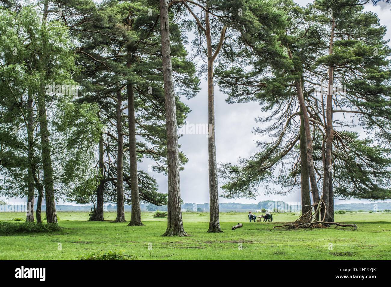 Menschen auf dem Picknick zwischen riesigen Bäumen Stockfoto