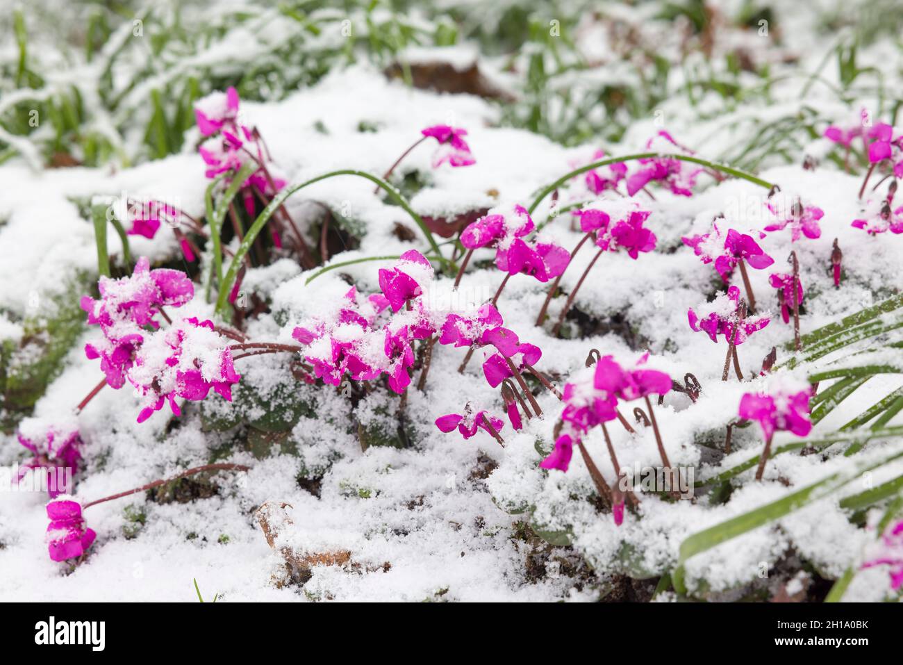 Schneebedeckte Cyclamen Coum oder östliche Sowbread. Winterblühende Pflanzen im britischen Garten Stockfoto