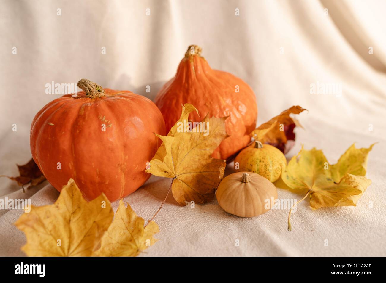 Kürbisse iin Herbst oder Herbst eingerichtet. Einrichtung In Kürbis-Stil Stockfoto