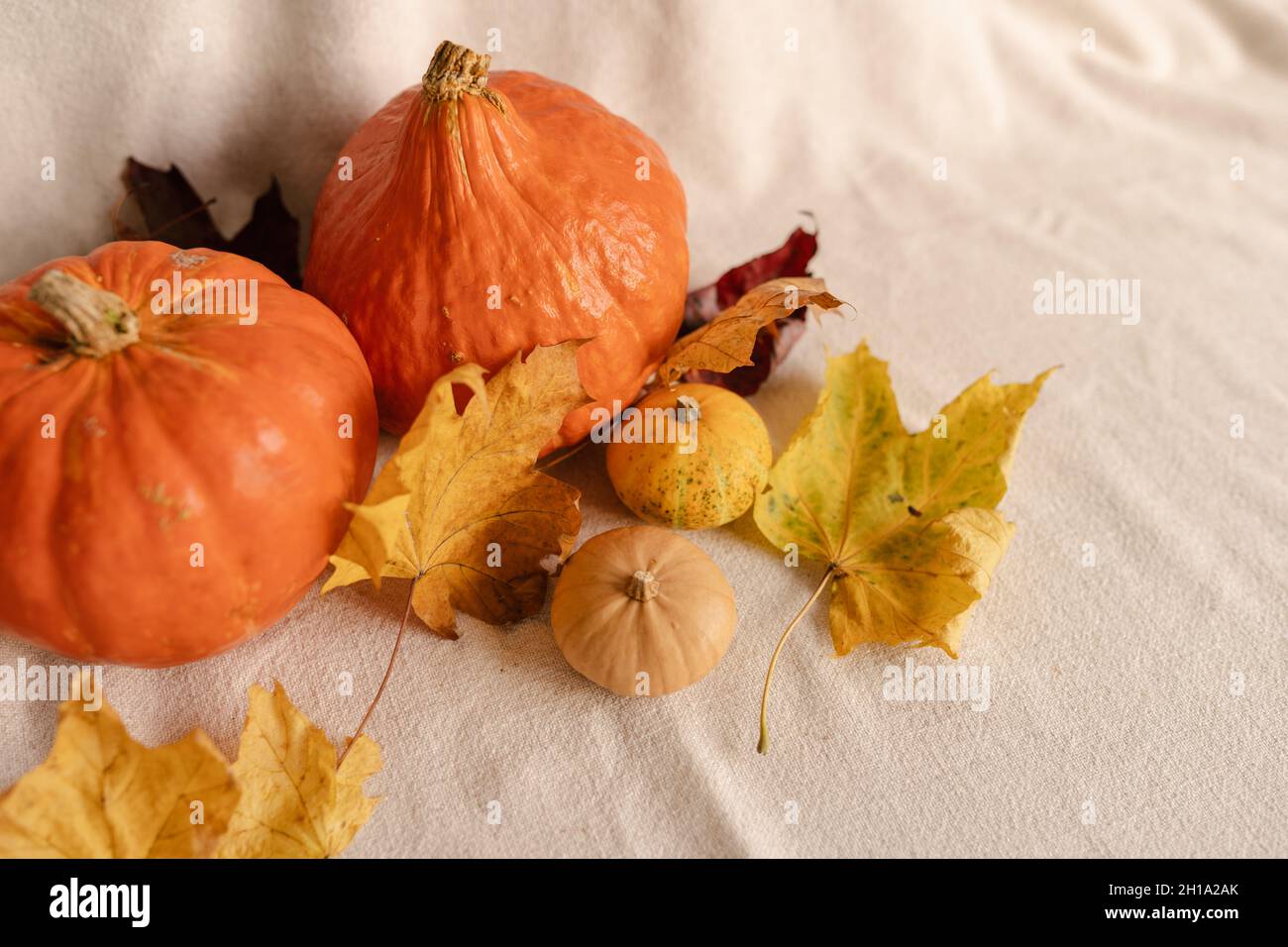 Kürbisse iin Herbst oder Herbst eingerichtet. Einrichtung In Kürbis-Stil Stockfoto