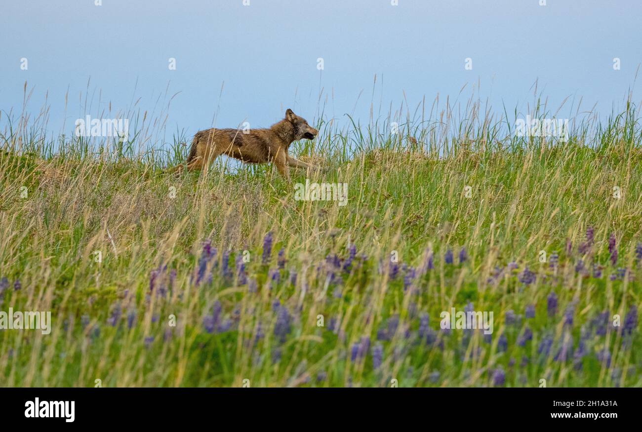 Grey Wolf, Lake Clark National Park, Alaska. Stockfoto