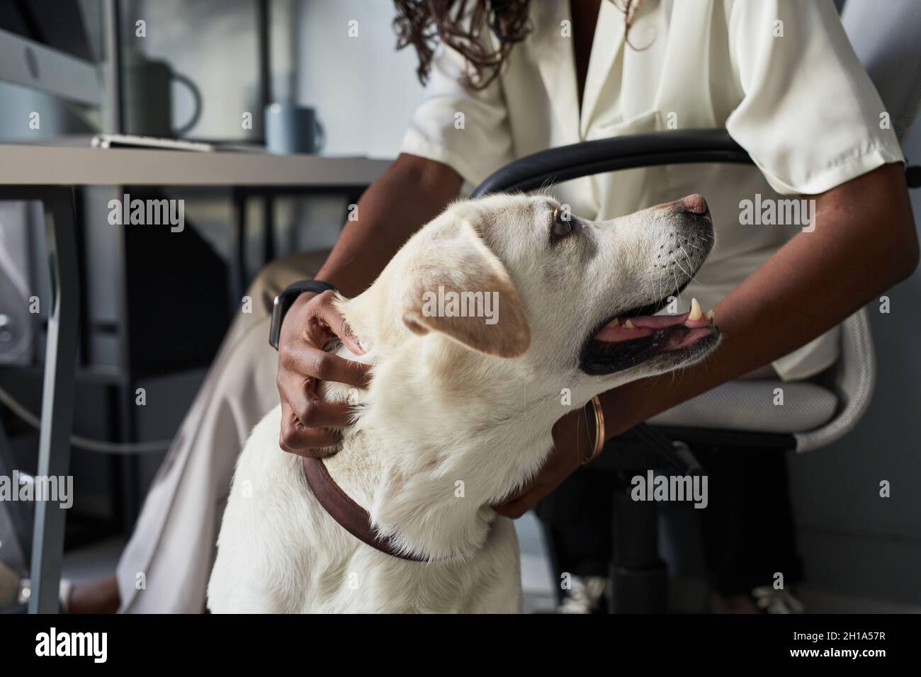 Nahaufnahme einer nicht erkennbaren afroamerikanischen Frau, die einen Hund streichelt, während sie in einem haustierfreundlichen Büro arbeitet, Kopierbereich Stockfoto