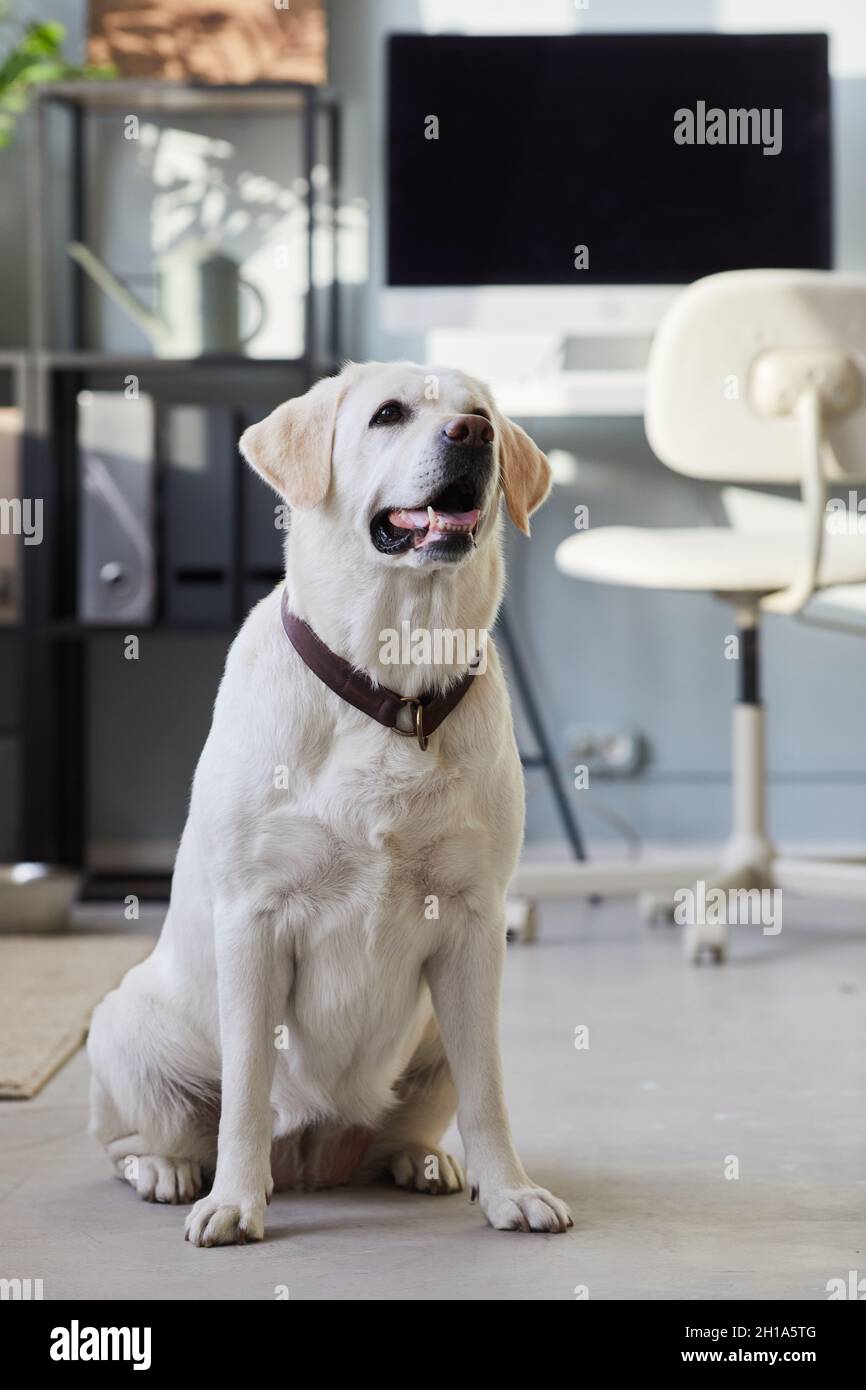 Porträt eines glücklichen Hundes, der im Büro auf dem Boden sitzt und die Kamera anlächelt Stockfoto