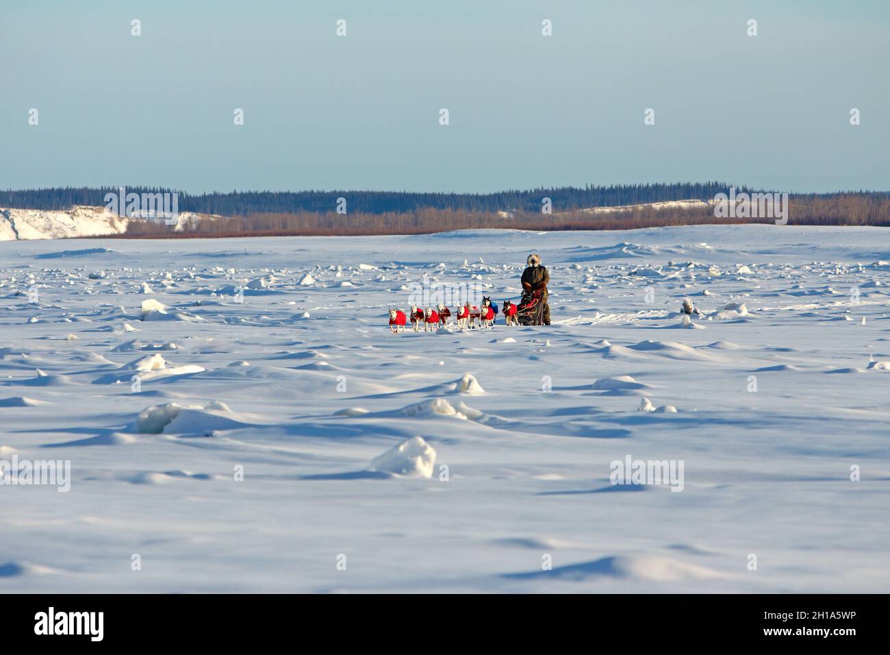 Iditarod Hundeschlittenrennen, Yukon River, Galena, Alaska Stockfoto