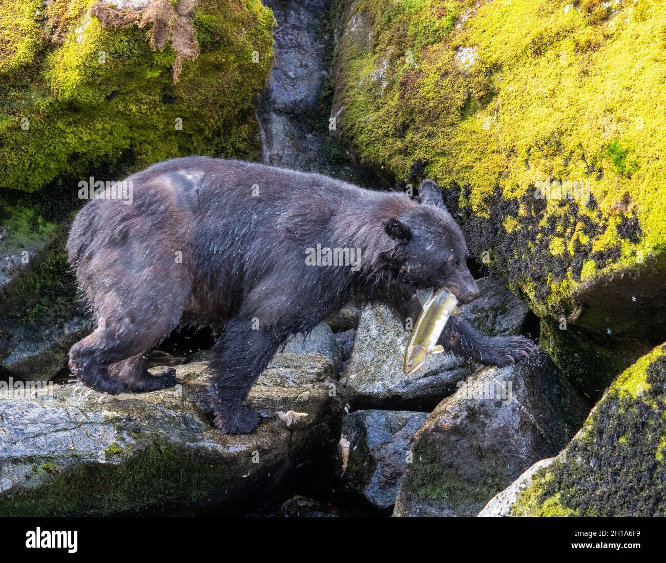 Schwarzbär, Anan Wildlife Observatory Site, Tongass National Forest, Alaska. Stockfoto