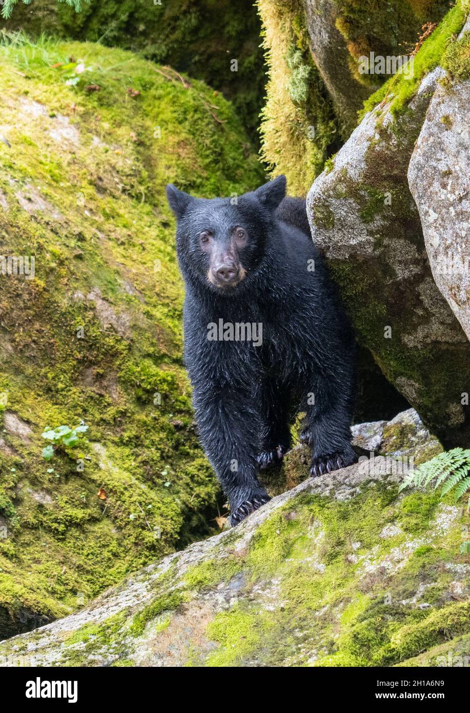 Schwarzbär, Anan Wildlife Observatory Site, Tongass National Forest, Alaska. Stockfoto