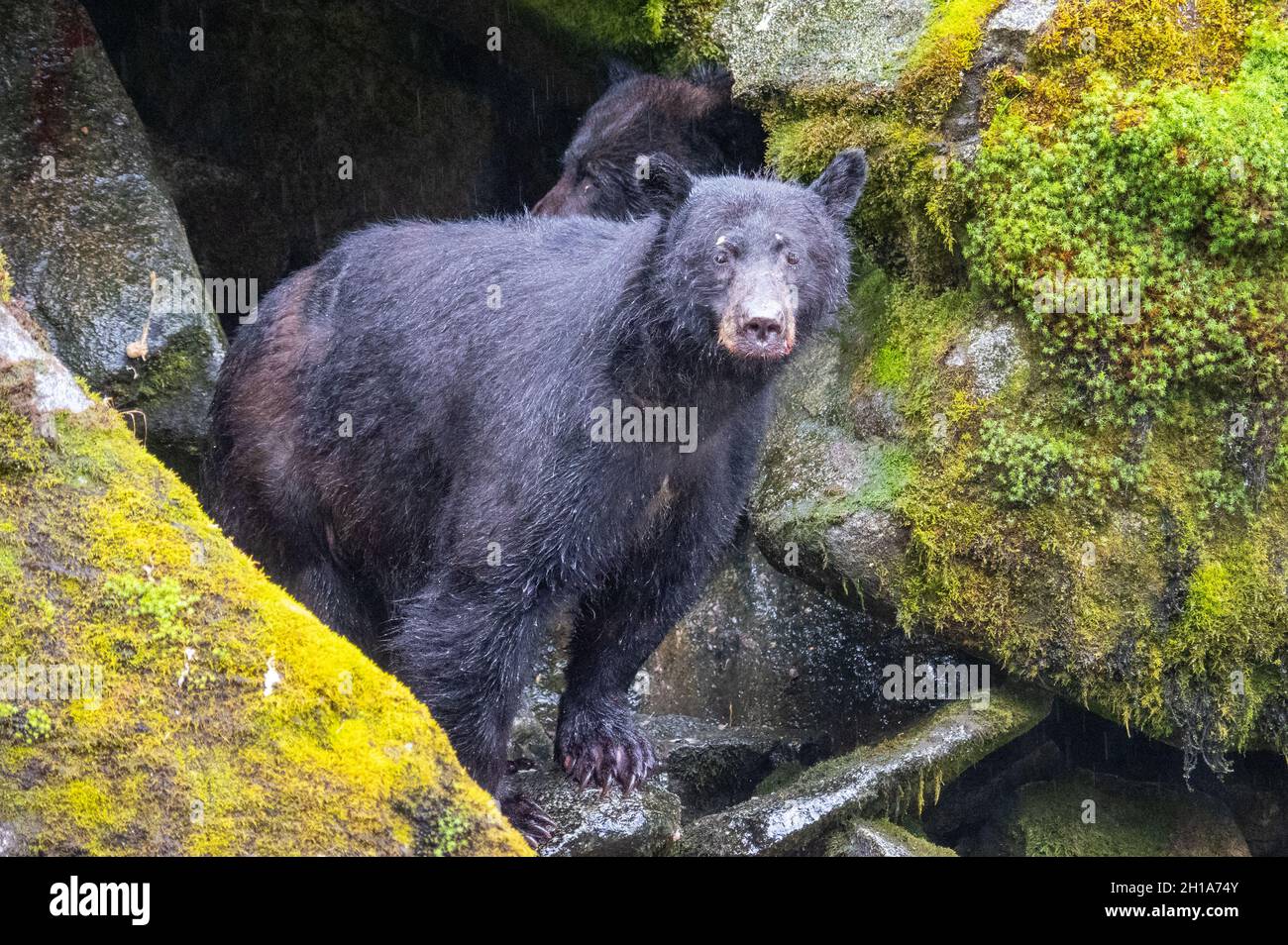 Schwarzbären am Anan Creek Wildlife Viewing Site, Tongass National Forest, in der Nähe von Wrangell, Alaska. Stockfoto