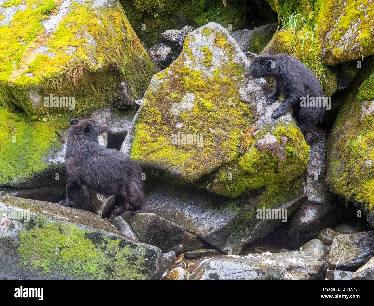 Schwarzbären am Anan Creek Wildlife Viewing Site, Tongass National Forest, in der Nähe von Wrangell, Alaska. Stockfoto