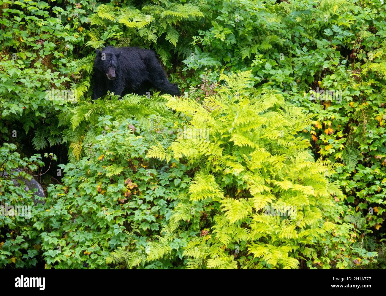 Schwarzbären am Anan Creek Wildlife Viewing Site, Tongass National Forest, in der Nähe von Wrangell, Alaska. Stockfoto