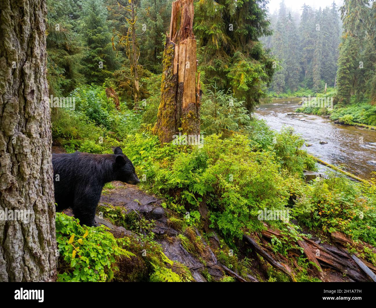 Schwarzbären am Anan Creek Wildlife Viewing Site, Tongass National Forest, in der Nähe von Wrangell, Alaska. Stockfoto