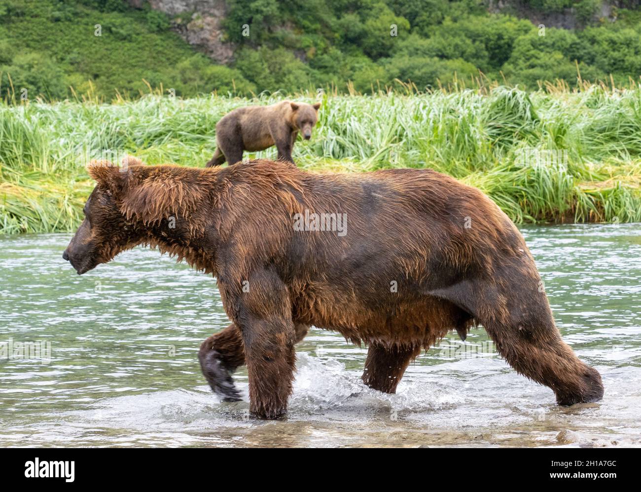 Ein Braunbär oder Grizzly Bear, Katmai National Park, Alaska. Stockfoto