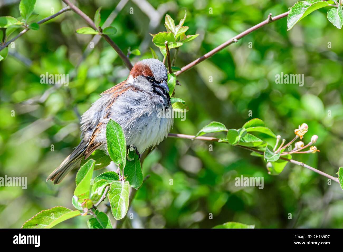 House Sparrow, Passer domesticus, George C. Reifel Migrating Bird Sanctuary, Delta, British Columbia, Kanada Stockfoto