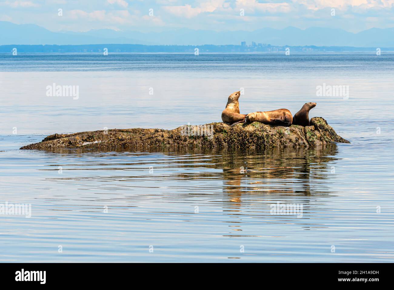 Steller Sea Lions, Eumetopias jubatus, Salish Sea, British Columbia, Kanada, Pazifik Stockfoto