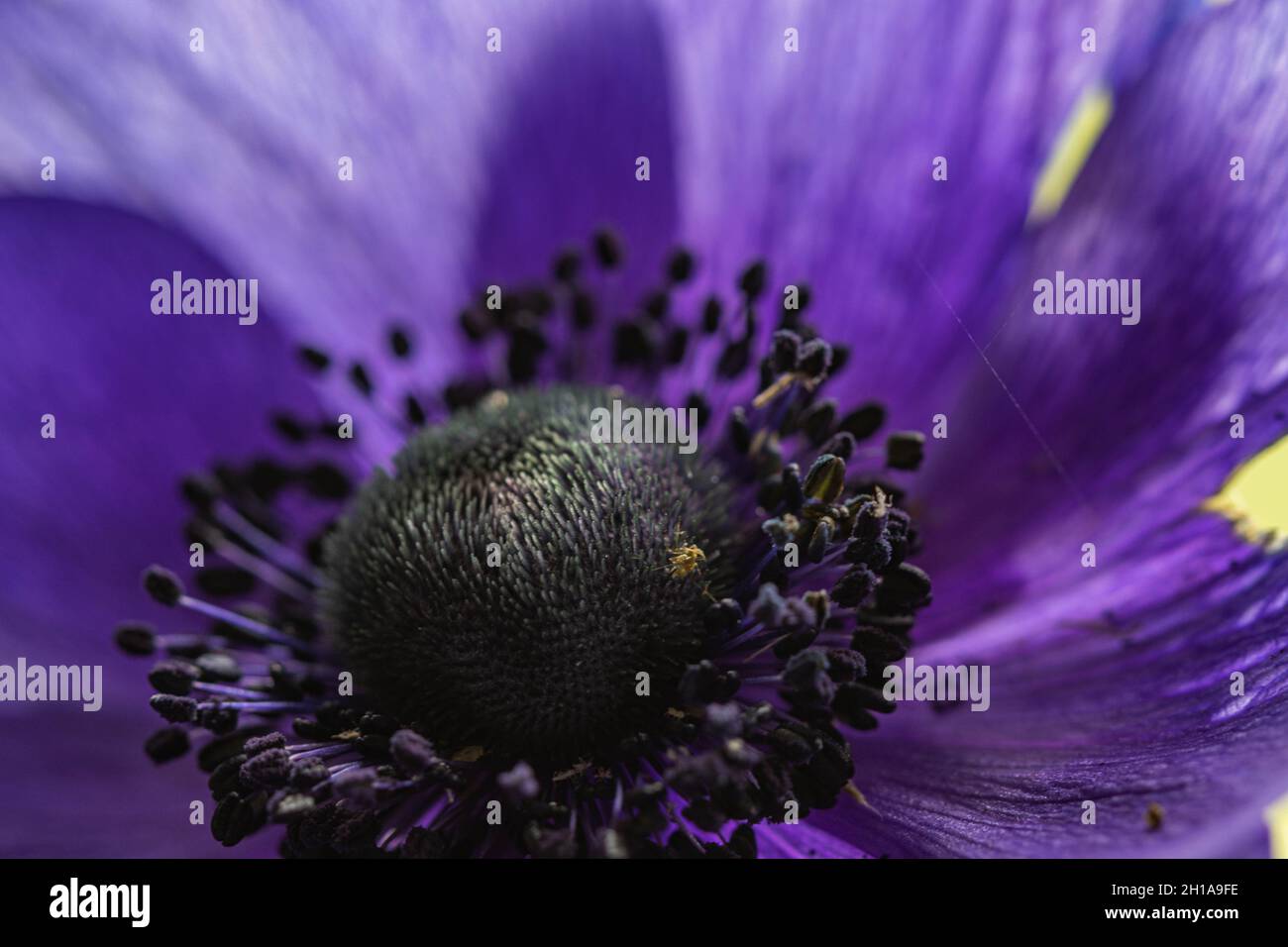 Makroansicht der Anenomblume Stockfoto