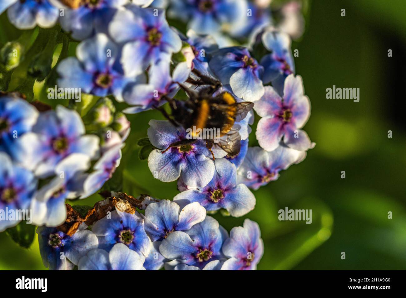 Chatham Islands Vergiss mich nicht Blume im Makro Stockfoto