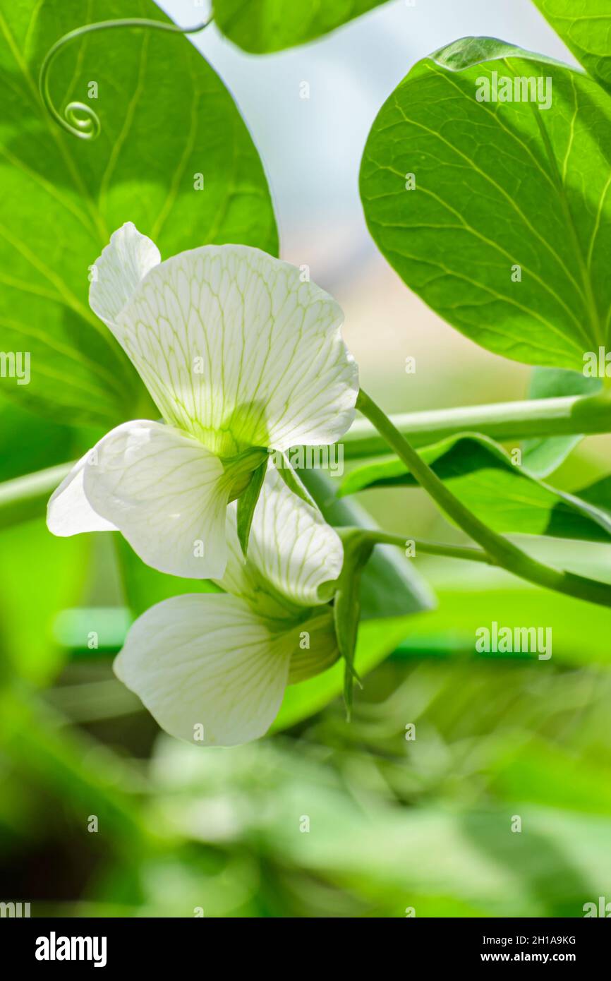 Zuckererbsenblüte, Pisum sativum var. macrocarpum, Vancouver, British Columbia, Kanada Stockfoto