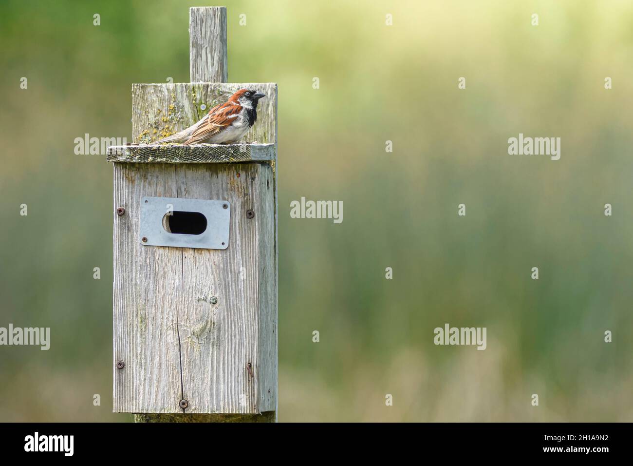 Haussperling, Passer domesticus, George C. Reifel Zugvogelschutzgebiet, Delta, British Columbia, Kanada Stockfoto